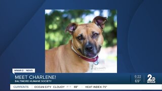 Charlene the dog is up for adoption at the Baltimore Humane Society