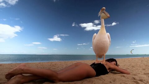 Interaction of a girl with animals and birds on the beach with blue water