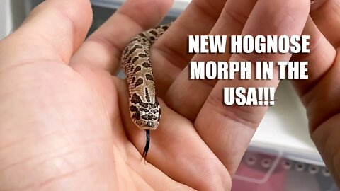 Baby Savannah Western Hognose Snakes!!!