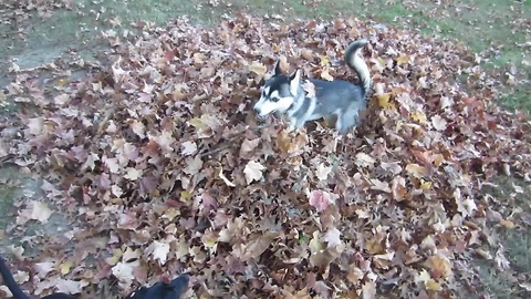Ecstatic puppy jumping in a leaf pile