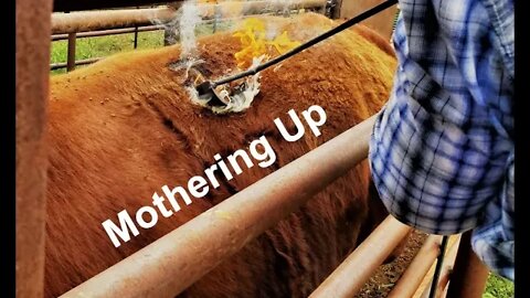 Mothering Up Cattle | Cattle Herding | Summer Pasture | Hashknife Ranch (In the Chute - Round 86)