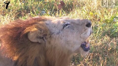 Lion Roaring In Broad Daylight