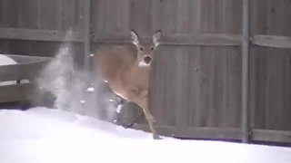 Frightened Deer Scales 6 Foot Fence To Escape Backyard