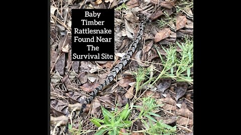 Canebrake Timber Rattlesnake found near the Survival Site