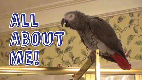 Einstein the Parrot claims it's all about him!