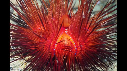 Sea Fire Urchin | Sea Hedgehogs