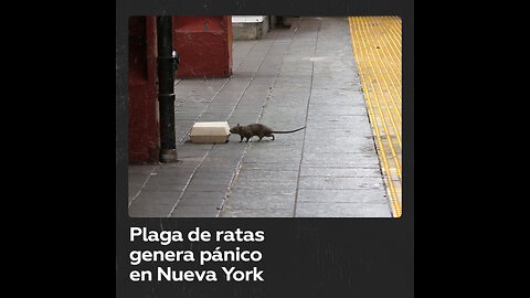 Pánico en Nueva York ante el creciente número de ratas