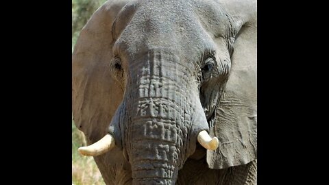 KUNENE ELEPHANT WALK