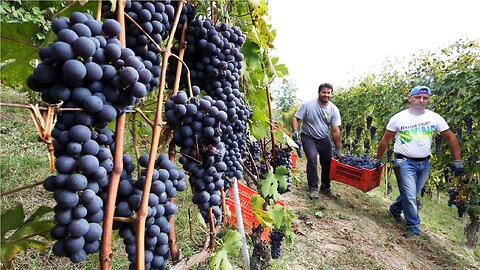 Amazing Grape Harvesting and Processing Grape Juice 🍇 - Modern agricultural harvesting machines