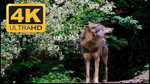 Iberian wolf Forest video