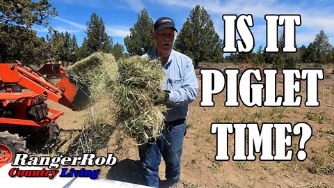 Is It Piglet Time On The Homestead?