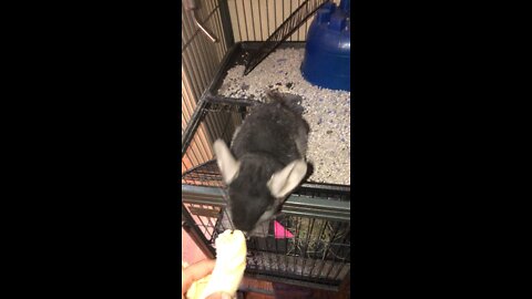 Chinchilla loves bananas