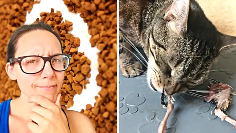 MYTH BUSTED: Kibble cleans cat teeth
