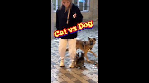 Dog and Cat Fight! What Happens Next? + Fun Facts About Pets! (Funny Animal Videos) 2020 edition