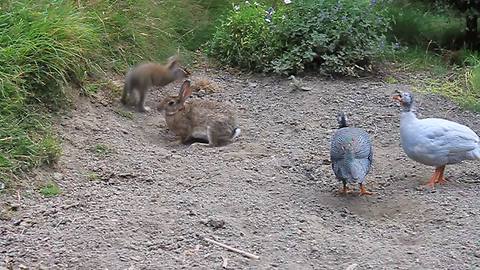 Rabbits play alongside friendly Guinea fowls