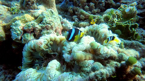 Anemone fish can live where few other fish can