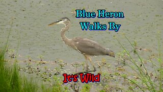 Blue Heron Walks By