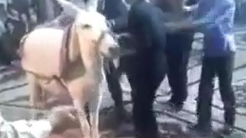 Dance with donkey in a wedding party