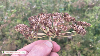 Harvesting Parsnip Seeds