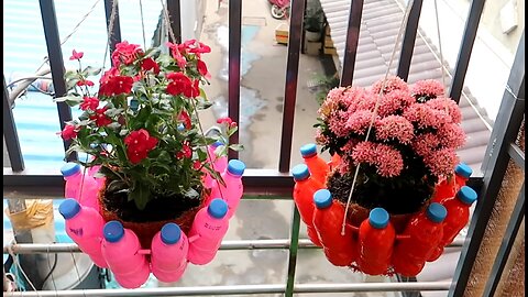 How to grow moss rose/portulaca grandiflora cutting the bottles