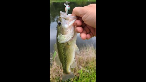 Tiny crankbait bass fishing in my pond. Caught bass, bluegill and green sunfish.