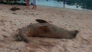 World's laziest sea lion finds clever way to reach the water's edge