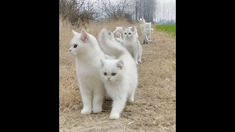 White Cats 😻❤️ #cats #pets #cutecats