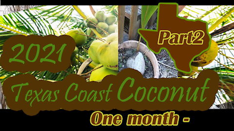 Texas Coast Coconut Tree Part1