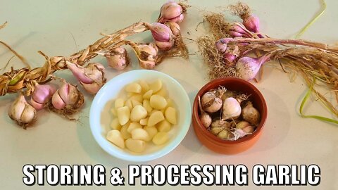 Storage & Processing 2021 Garlic Harvest