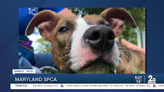 Pedro the dog is up for adoption at the Maryland SPCA