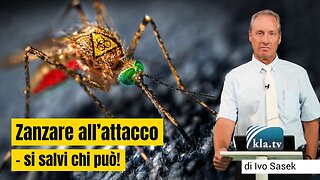 ZANZARE ALL'ATTACCO - SI SALVI CHI PUÒ!