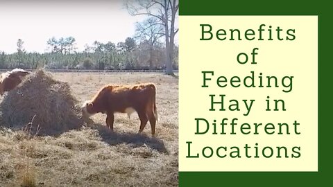 Benefits of Feeding Hay in Different Locations