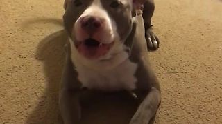 "Chirping" foster dog makes very strange noises