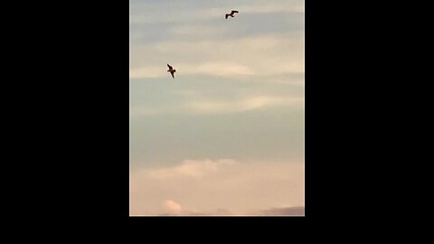 Ospreys performing aerial acrobats at sunset over the Coosa river.