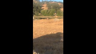 Bull Elk challenged to a fight
