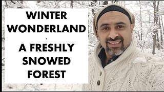 Canada Winter Wonderland - A Freshly Snowed Forest