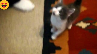 Lovely cats best sweet cat video