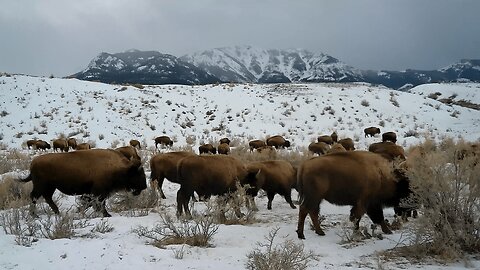 The Importance of Bison for Native Americans.