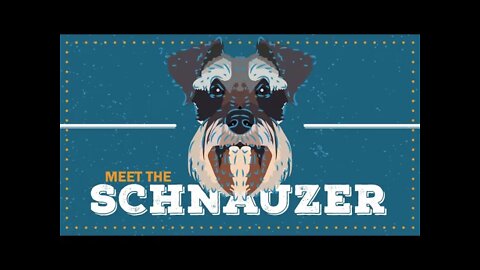 Schnauzer Standard | CKC Breed Facts & Profile