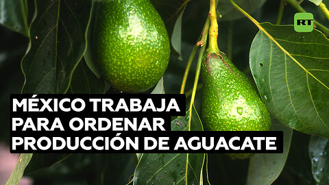 Enorme demanda de aguacate causa severo daño ecológico y social en América Latina