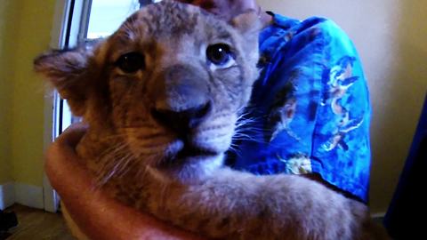 Precious lion cub finds foster home