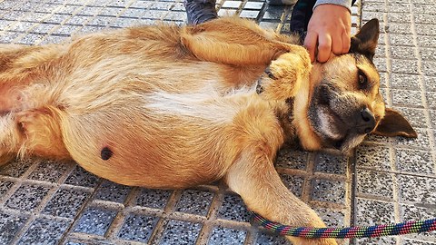 DOG abandoned on the streets with SOMETHING MASSIVE INSIDE HIM!!! JOIN ME ON THIS RESCUE