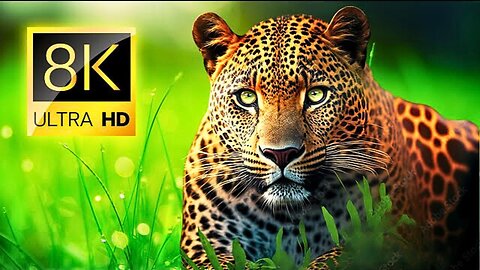 Amazing Wild Animals Collection | 8K HDR Ultra HD | Spectacular Wildlife Footage