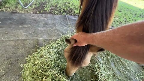 My Horse Won't Let Me Touch His Ears - Lesson On Pressure & Release