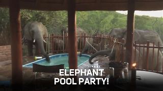 Fancy joining an elephant pool party?