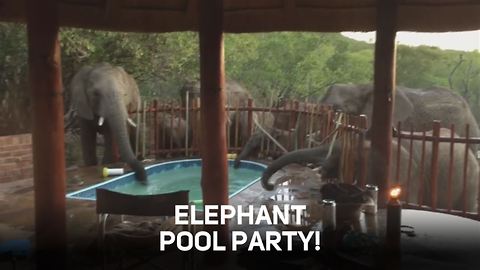 Fancy joining an elephant pool party?