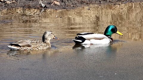 Mallard Ducks in a Cold Pond