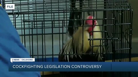 Activists speak out on proposed Oklahoma cockfighting bills