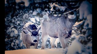 Two Cautious Young Bucks (after Snow Storm)