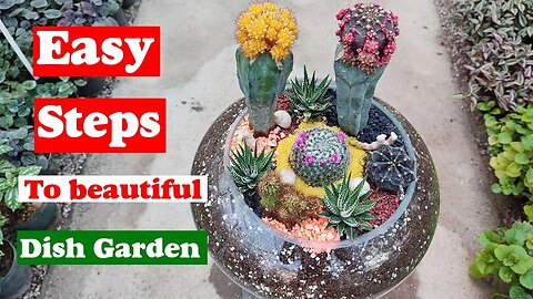 Dish Garden | Planting 3 beautiful cactus and succulent Dish Garden